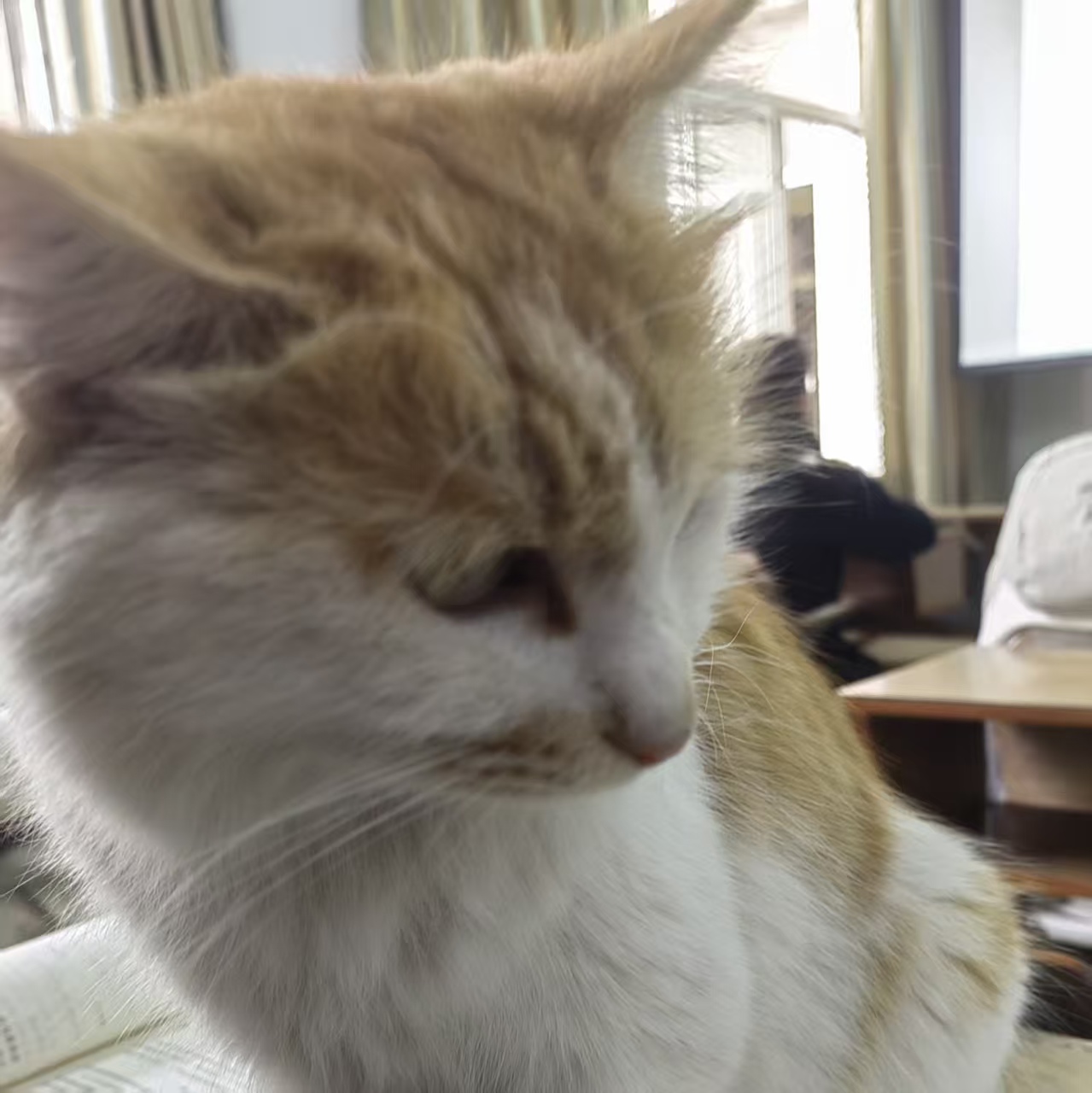 Mango_XVI的头像-EquestriaMemory