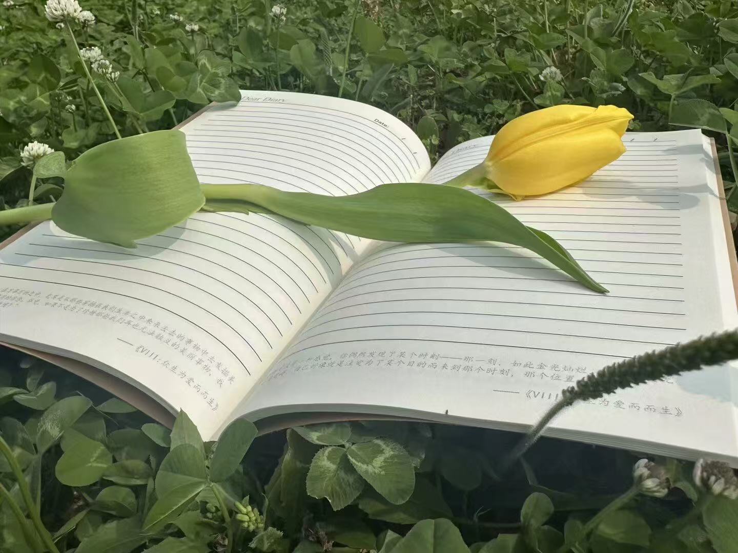 马国记忆 | EquestriaMemory